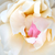 Biela - Anglická ruža - White Mary Rose